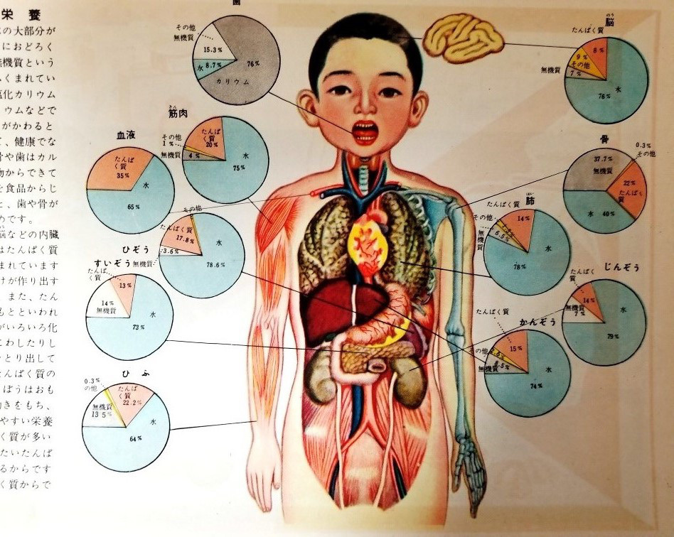 手術の説明を受けたら昔の人体解剖図を思い出した 昭和キッドの記憶のカケラ
