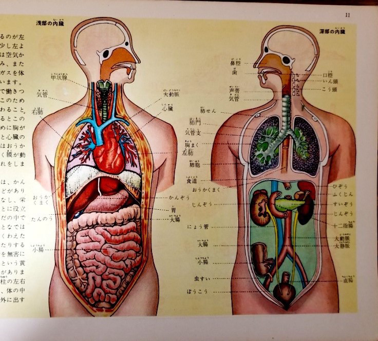 手術の説明を受けたら昔の人体解剖図を思い出した 昭和キッドの記憶のカケラ