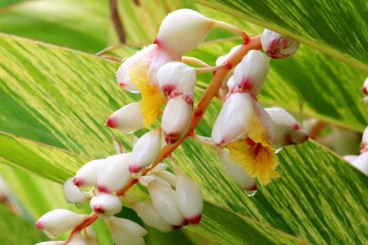 月桃の花言葉 月桃のめぐみ