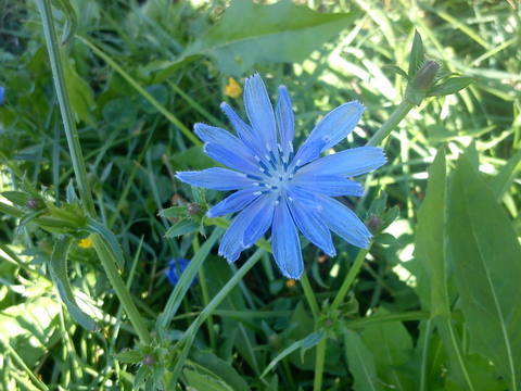 ロマン主義の象徴『青い花』 | leipzi(fotoblo)g