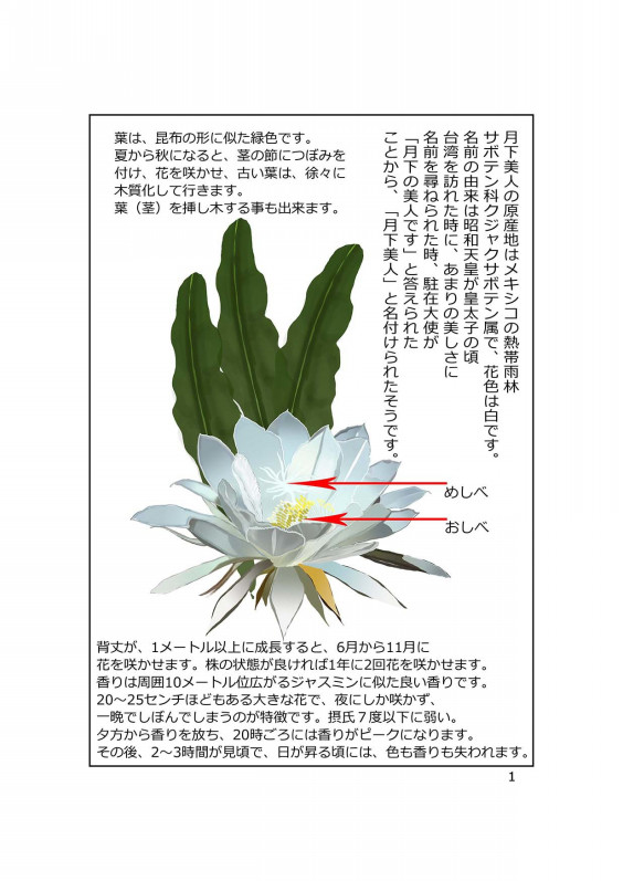 漫画 花物語 第二話 月下美人の恋 瑞穂まりのギャラリー