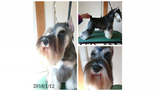Mシュナウザー里親募集 Dog Salon Rillia Dia