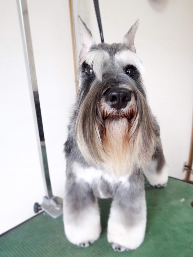 Dog Salon Rillia Dia