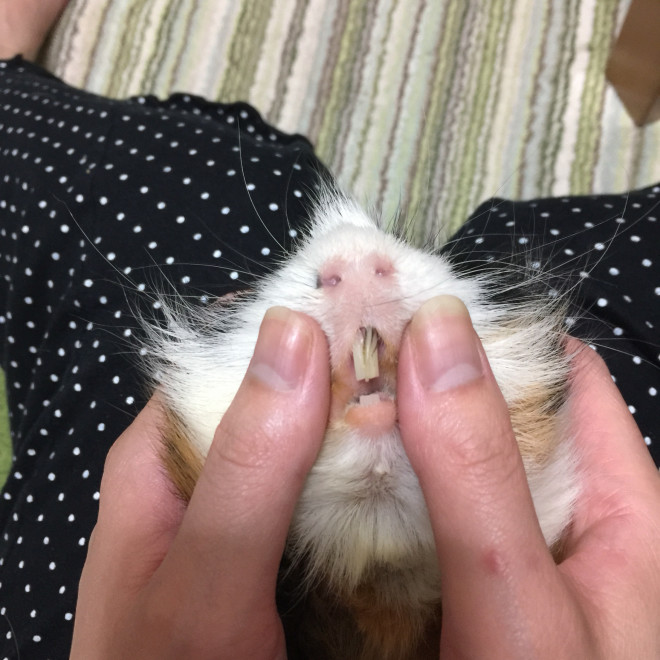 更に前歯が生えた モルモットとウサギがいる生活 更に前歯が生えた モルモットとウサギがいる生活