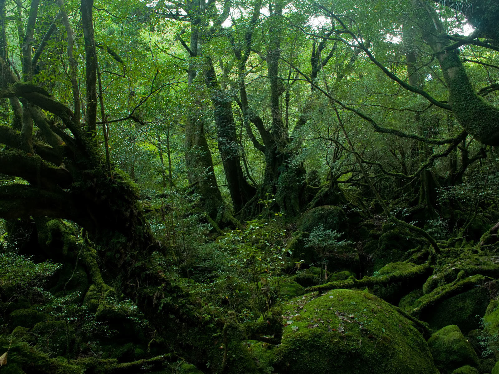 屋久島｜自然遺産｜今日もどこかの世界遺産 | 今日もどこかの世界遺産｜世界遺産ブログ・旅行記