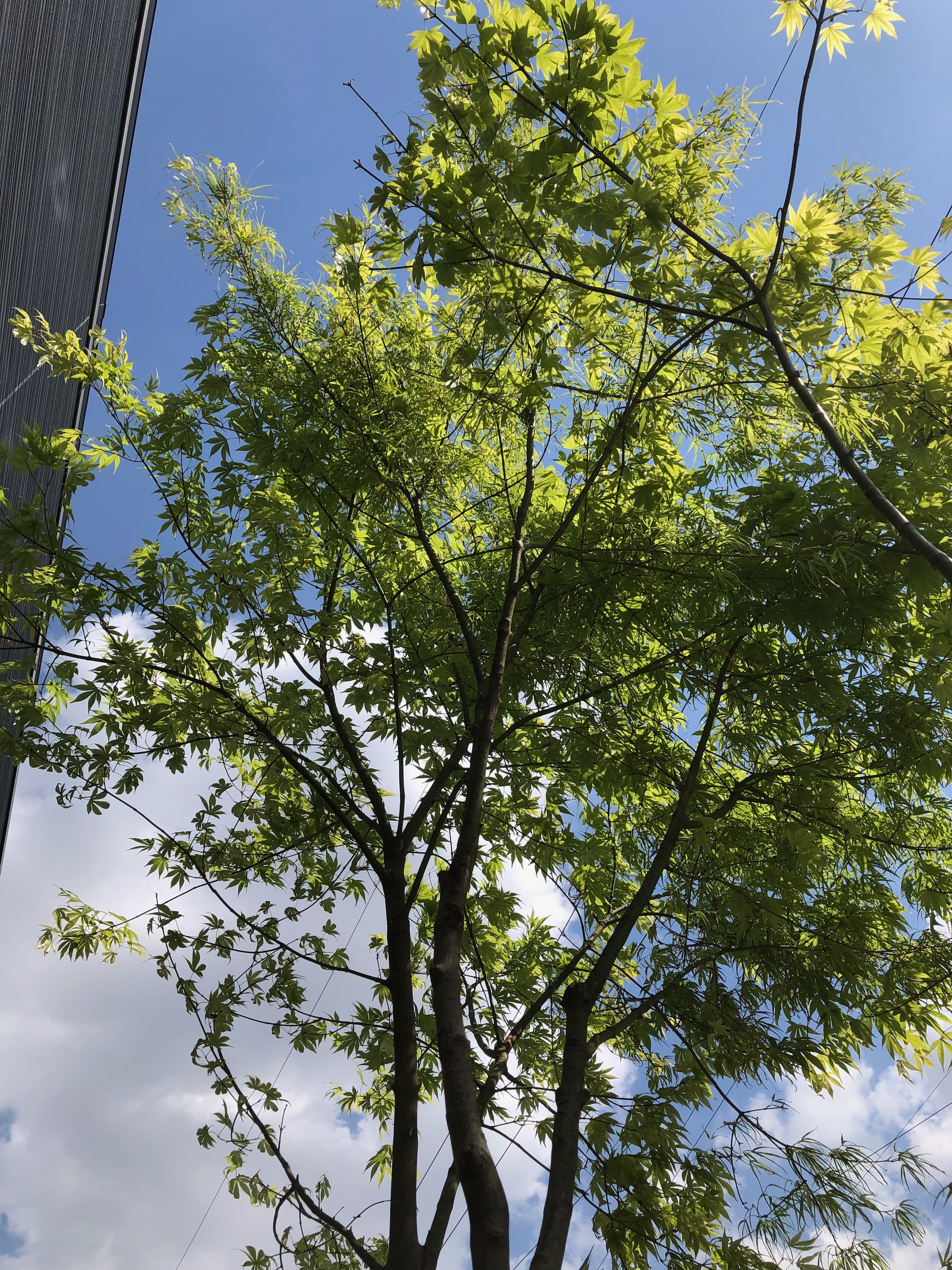 アオハダ 雑木 ―― アオダモ モミジ 山彩り ―― アオダモ 山彩り ーー雑木 自然樹形 アオハダ モミジ ーー 雑木風の庭