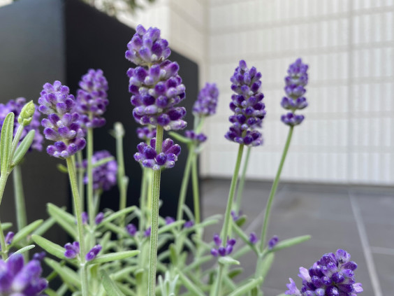 個人邸 鉢植え植栽 やまと庭園