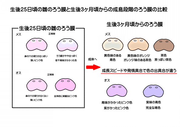 セキセイインコのメスかオスか Above The Clouds