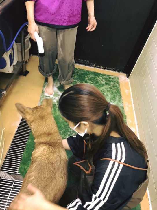 千葉市動物保護指導センターにてシャンプー Goens ごえん