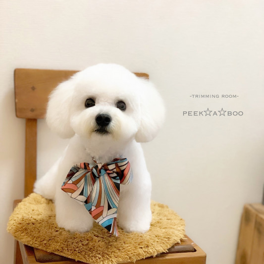 可愛いお客様 Trimming Room Peek A Boo
