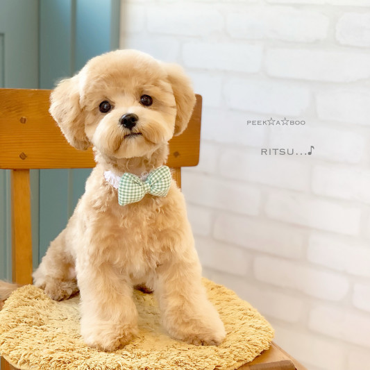 可愛いお客様 Trimming Room Peek A Boo 可愛いお客様 Trimming Room Peek A Boo