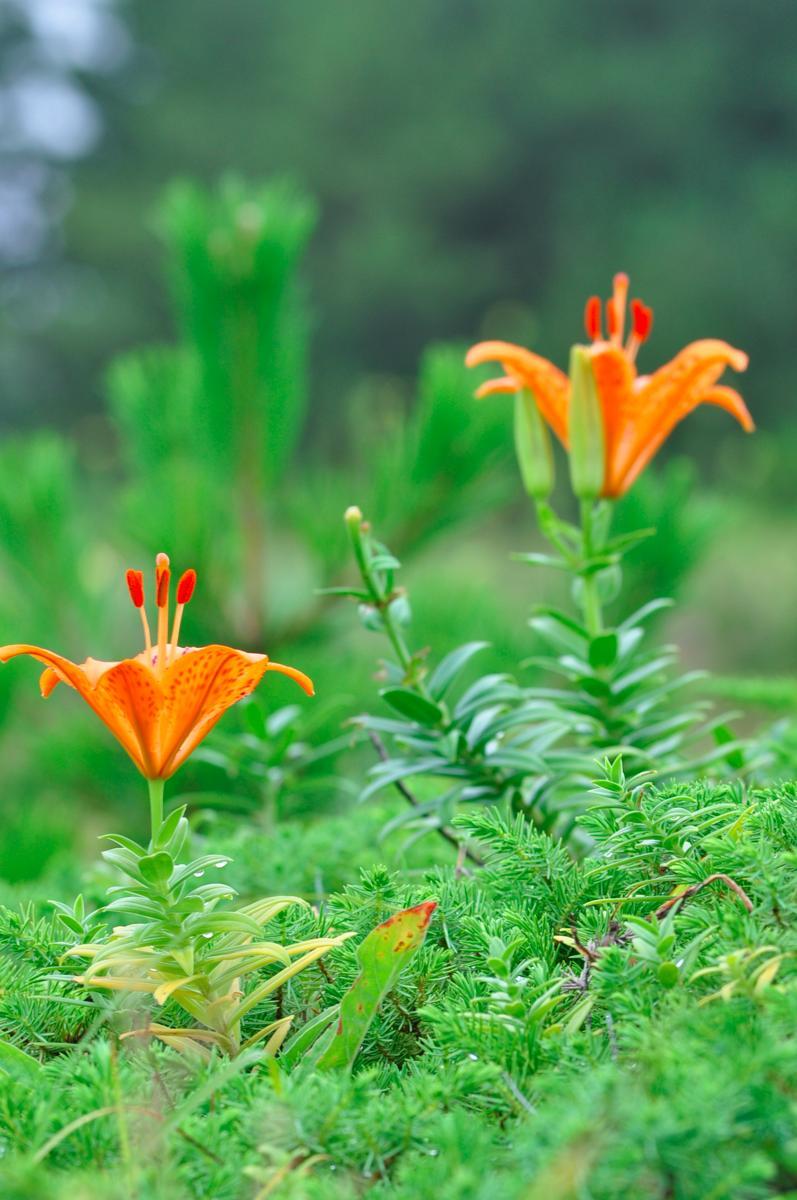 ユリ科の植物は猫にとって猛毒 花粉だけで死亡した猫も 猫の陰陽師 海 Kai の スピリチュアルセッション