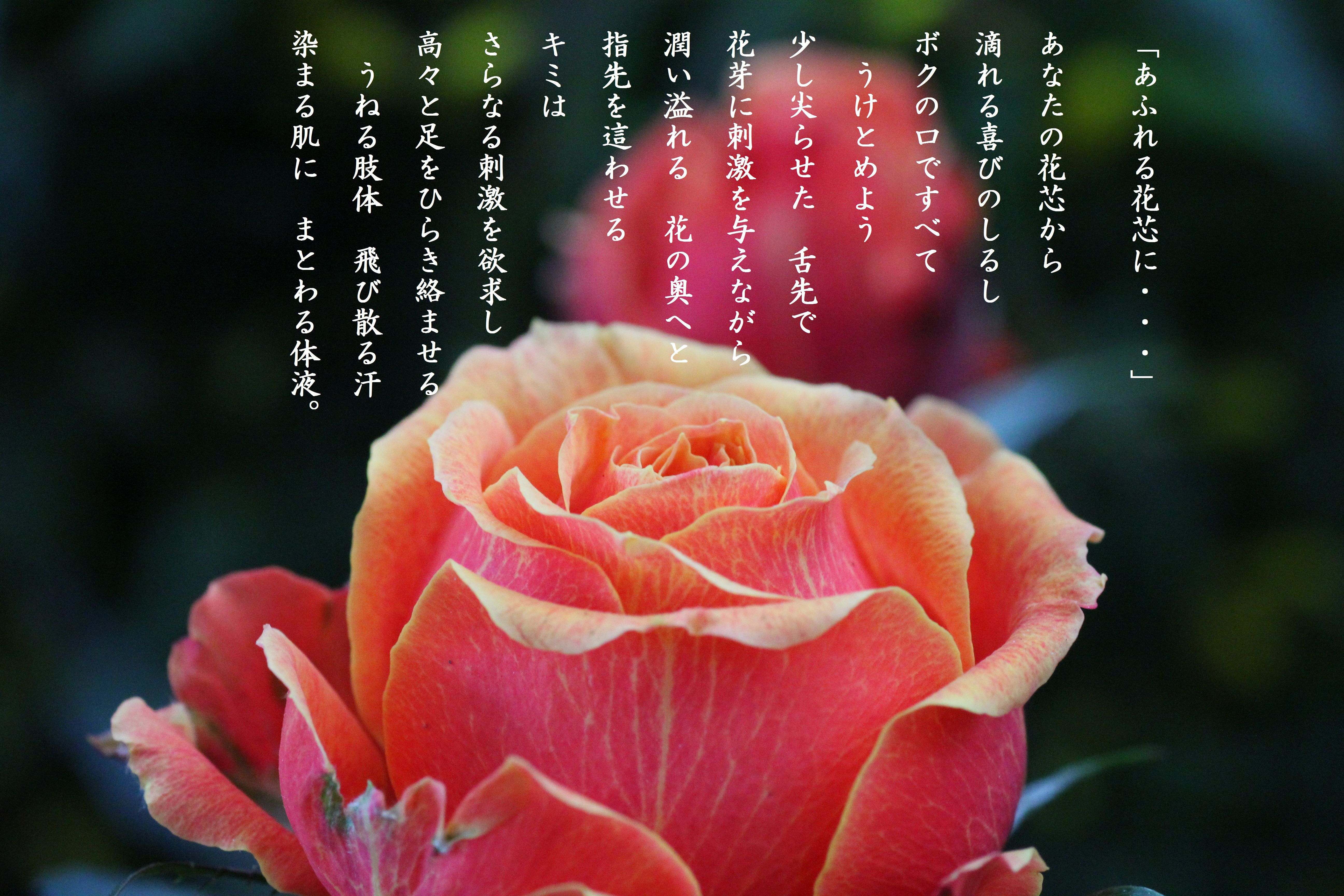 あふれる花芯に・・・ | 心の色