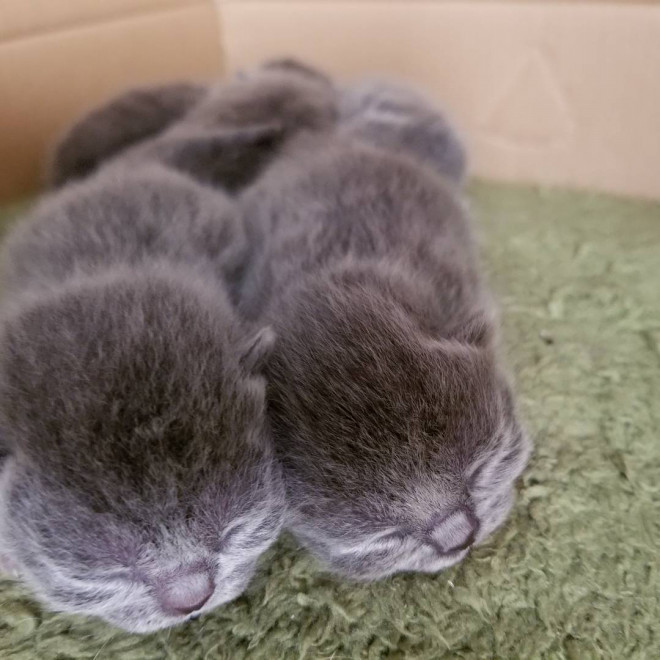 ブリティッシュショートヘア赤ちゃん Breeder Grows ブリティッシュショートヘア赤ちゃん Breeder Grows
