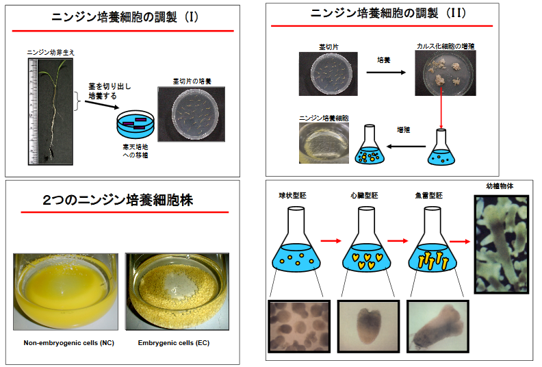 胚発生メカニズムの解明 | 山形大学 農学部 分子細胞生化学研究室