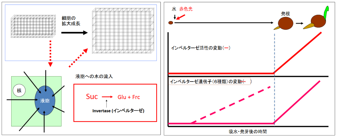 種子の発芽メカニズムの解明 | 山形大学 農学部 分子細胞生化学研究室