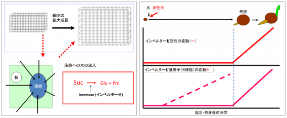 種子の発芽メカニズムの解明 山形大学 農学部 分子細胞生化学研究室