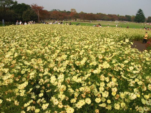 コスモス イエローガーデン 昭和記念公園 ちぃぼうのお出かけ記録