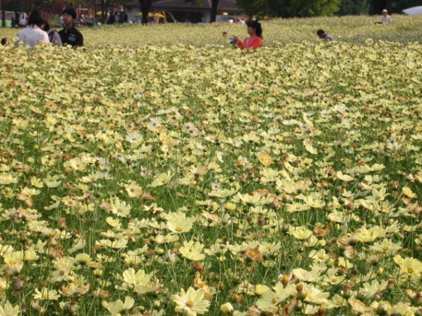 コスモス イエローガーデン 昭和記念公園 ちぃぼうのお出かけ記録