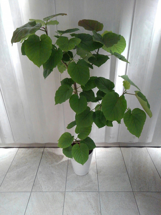 ウンベラータ 花直園芸