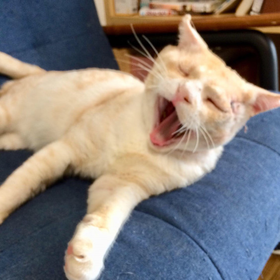やっとこさ譲渡開始 怪我猫ラッシュ そとねこ病院 home やっとこさ譲渡開始 怪我猫ラッシュ そとねこ病院 home