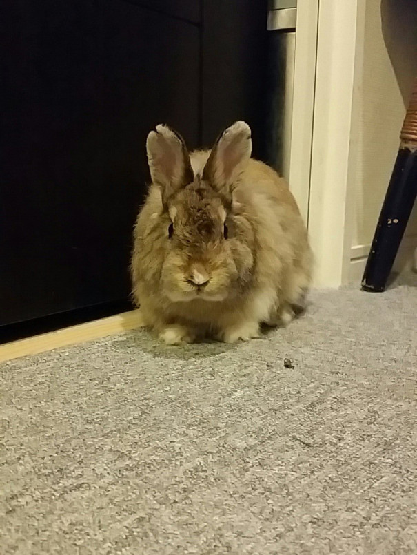 都内捨てうさぎのその後 ましろと一緒に