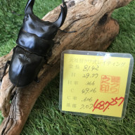 奈良輪川西】ちなみ爆発ライン／ペア1000血統！ | ドルクス赤羽 