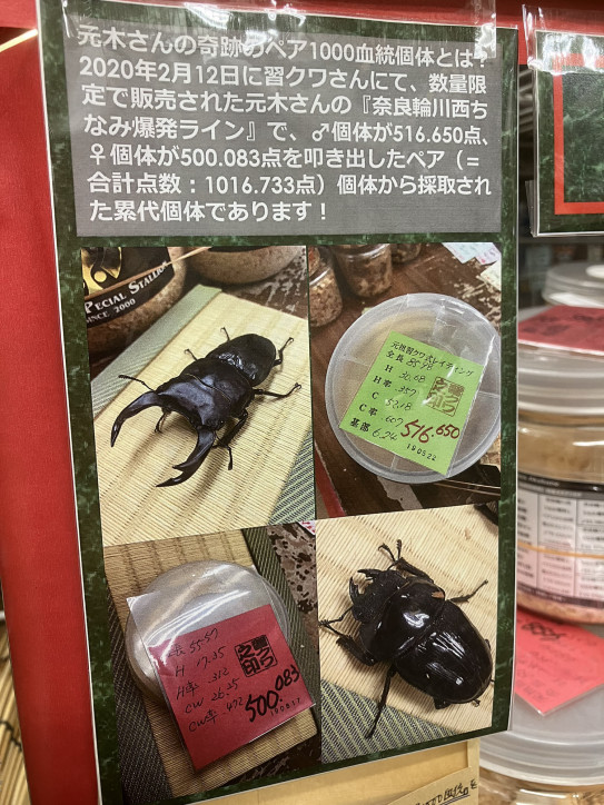奈良輪川西】ちなみ爆発ライン／ペア1000血統！ | ドルクス赤羽 