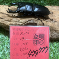 奈良輪川西】ちなみ爆発ライン／ペア1000血統！ | ドルクス赤羽 