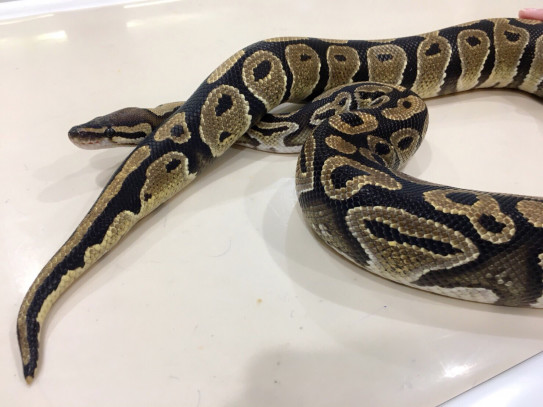 トトくんはじめての動物病院 Beautiful Reptiles トトくんはじめての動物病院 Beautiful Reptiles