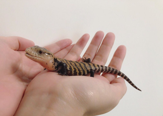 生後約2ヶ月のオオアオジタトカゲ Beautiful Reptiles