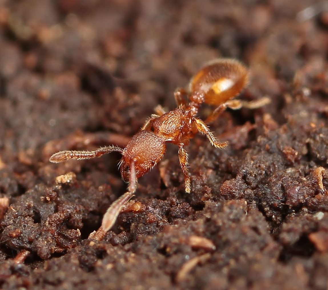 キイロカドフシアリ | 岐阜のアリ