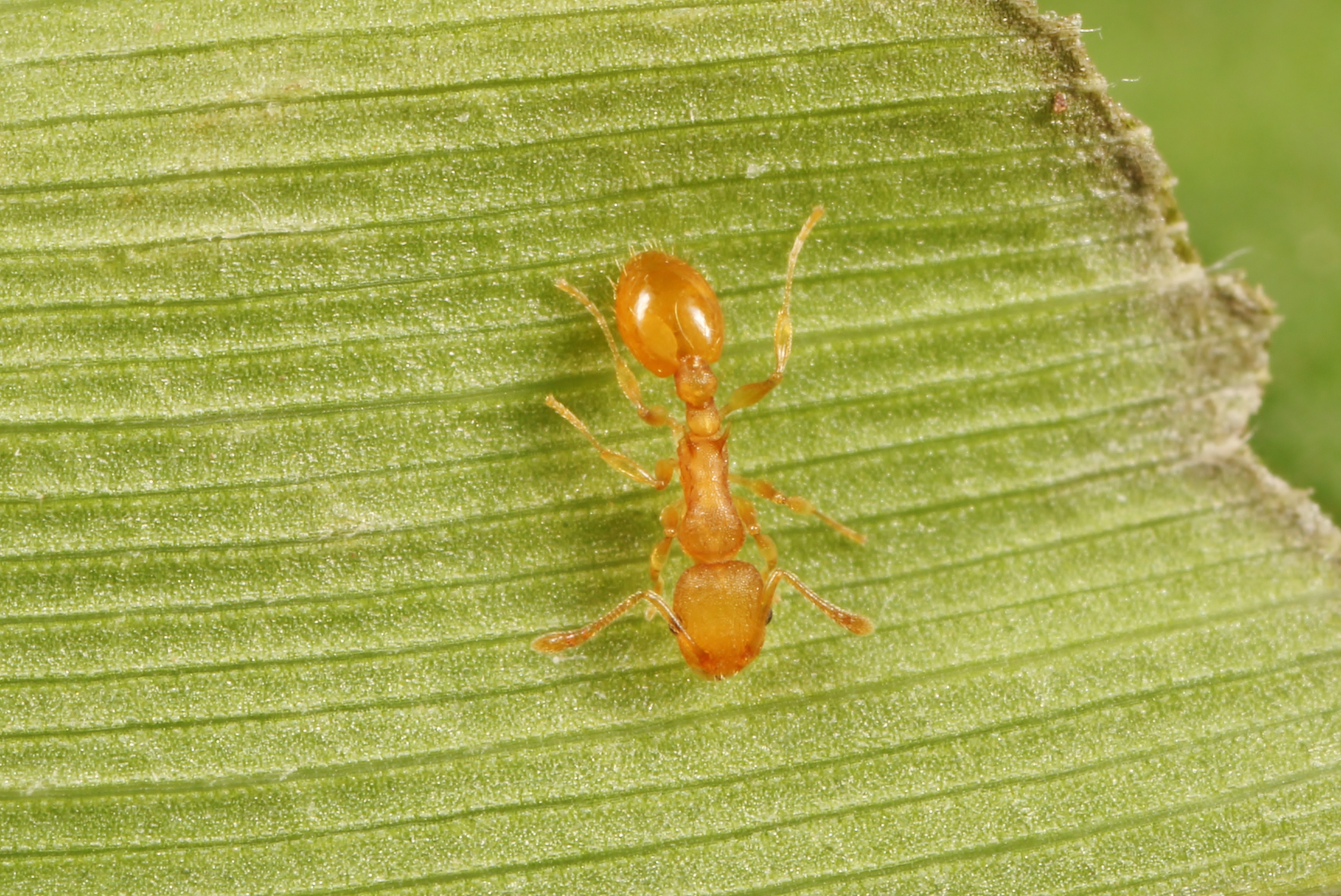 ヤエヤマムネボソアリ | 岐阜のアリ