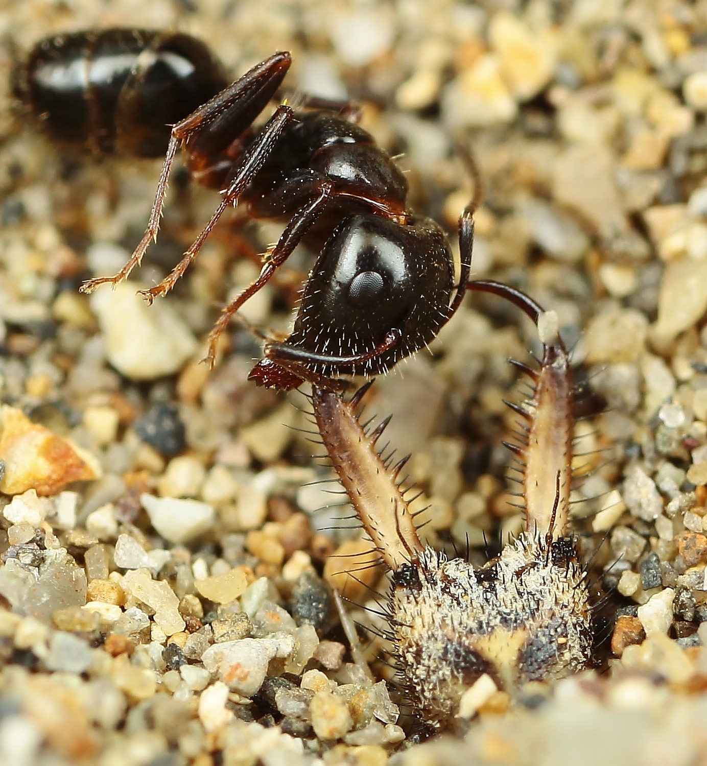 アリジゴク クロコウスバカゲロウ その１ 岐阜のアリ