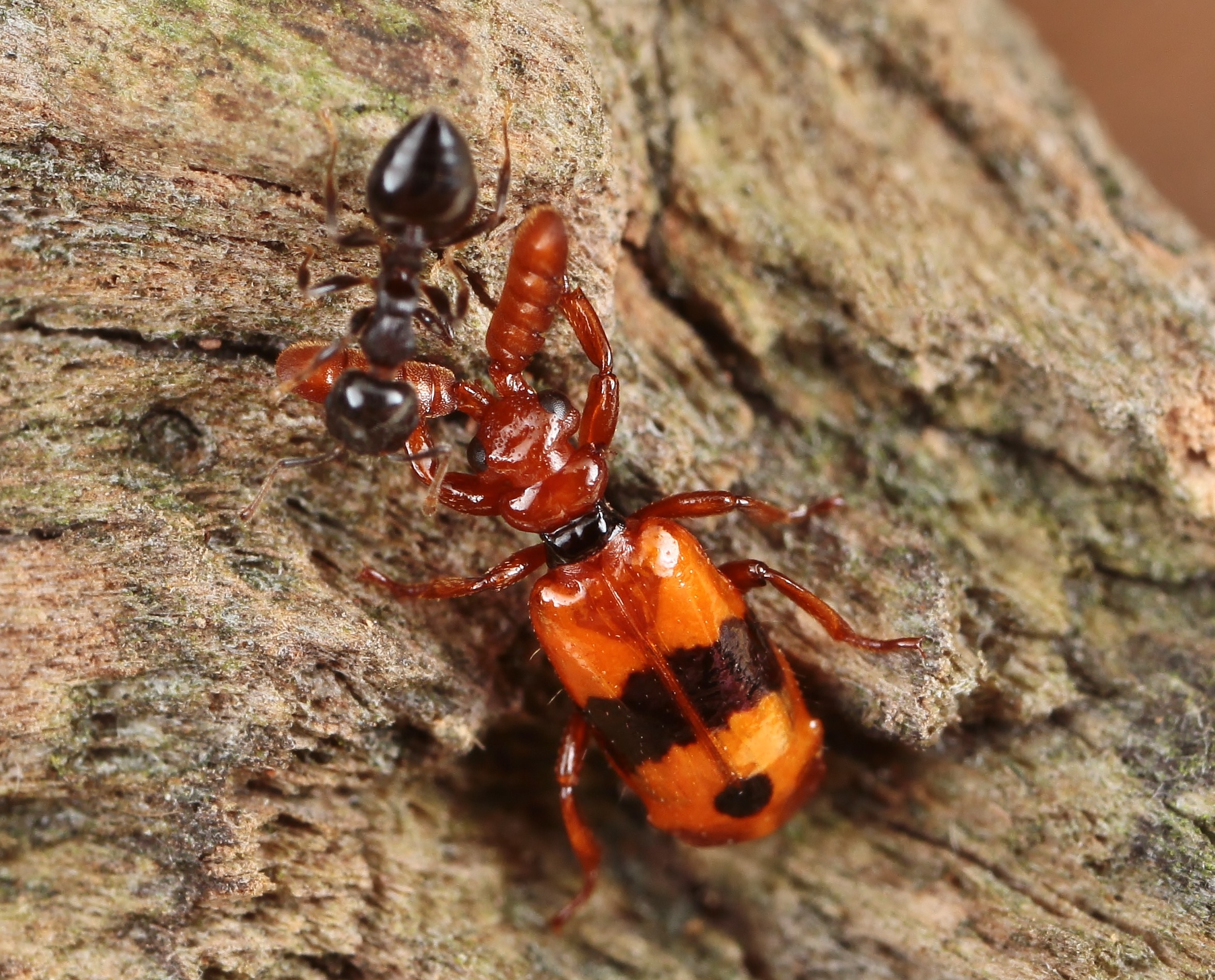 クロオビヒゲブトオサムシ | 岐阜のアリ