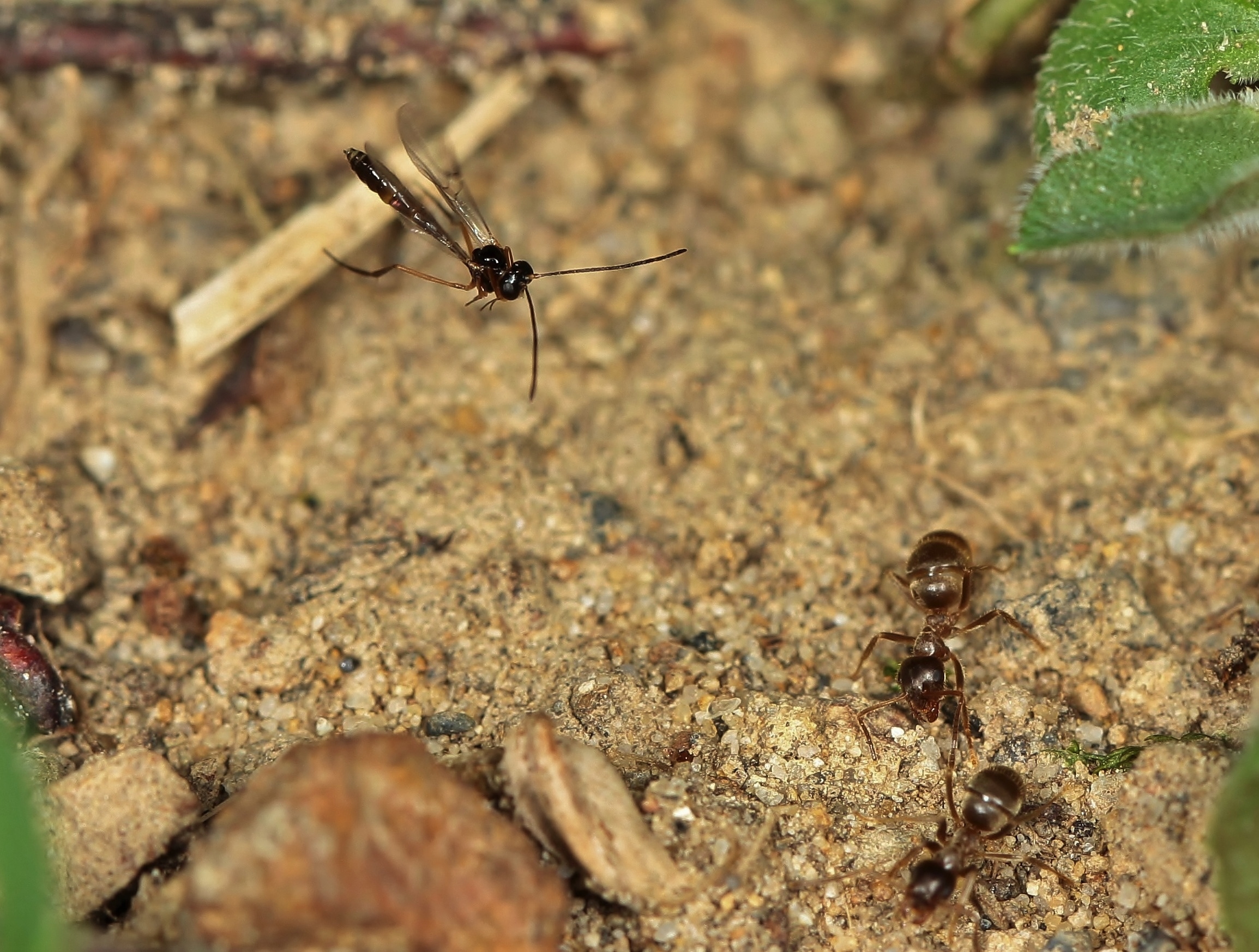 カワラケアリのアリヤドリバチ 岐阜のアリ