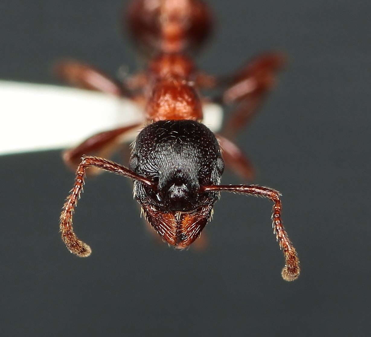 南欧産 マニカルビダ Manica rubida 2022年新女王 女王アリ1匹 卵 幼虫 繭 ワーカー コロニー 蟻 ANT 飼育 観察 - 虫類