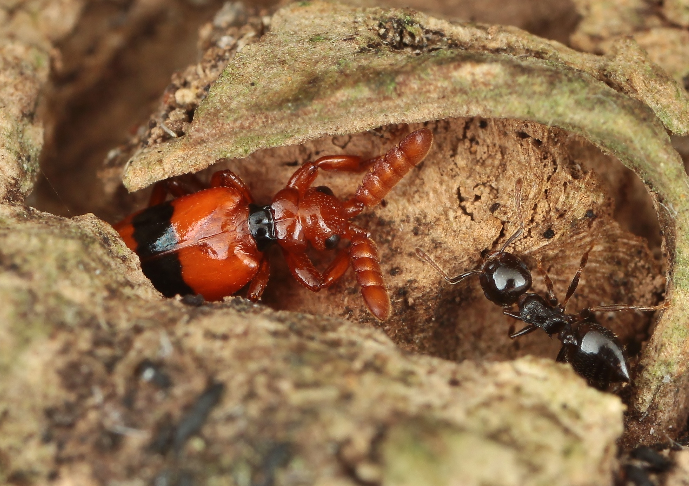 ヒゲブトオサムシCerapterus drescheri? 標本 ヒゲブトオサムシ亜科(ヒゲブトオサムシ族) Paussinae(Paussini