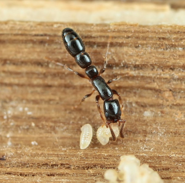 クロクビレハリアリ その2 岐阜のアリ クロクビレハリアリ その2 岐阜のアリ