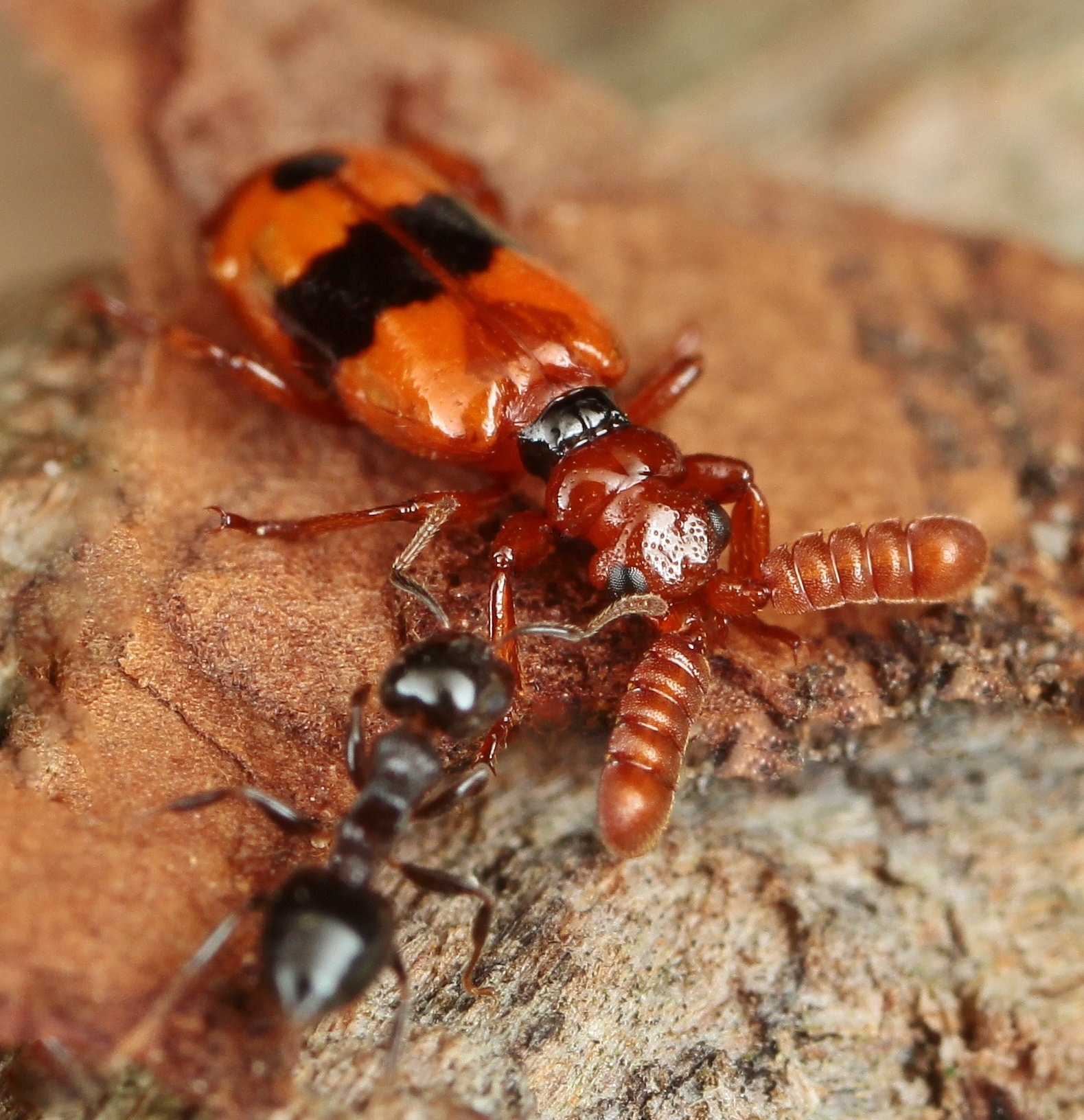 クロオビヒゲブトオサムシ | 岐阜のアリ