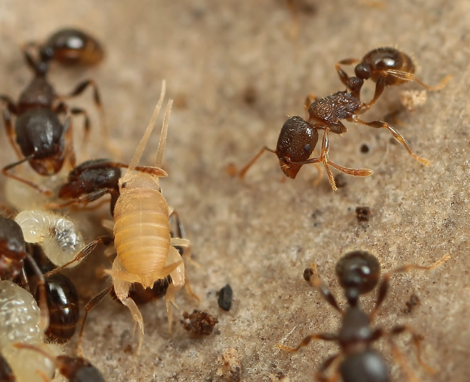 サトアリヅカコオロギ | 岐阜のアリ 