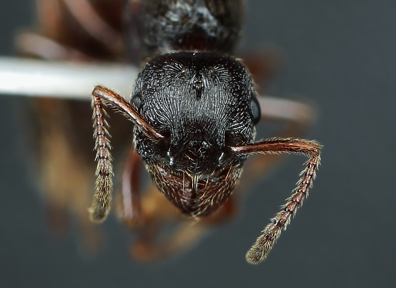 Manica yessensis ツヤクシケアリ（コロニー：女王アリ、働き蟻100以上、幼虫多数） - 虫類