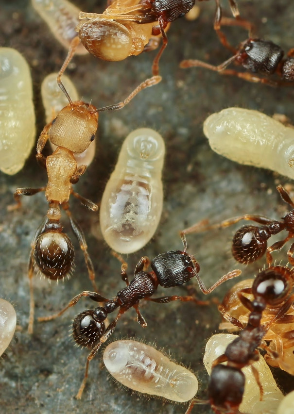 トビイロシワアリ 岐阜のアリ