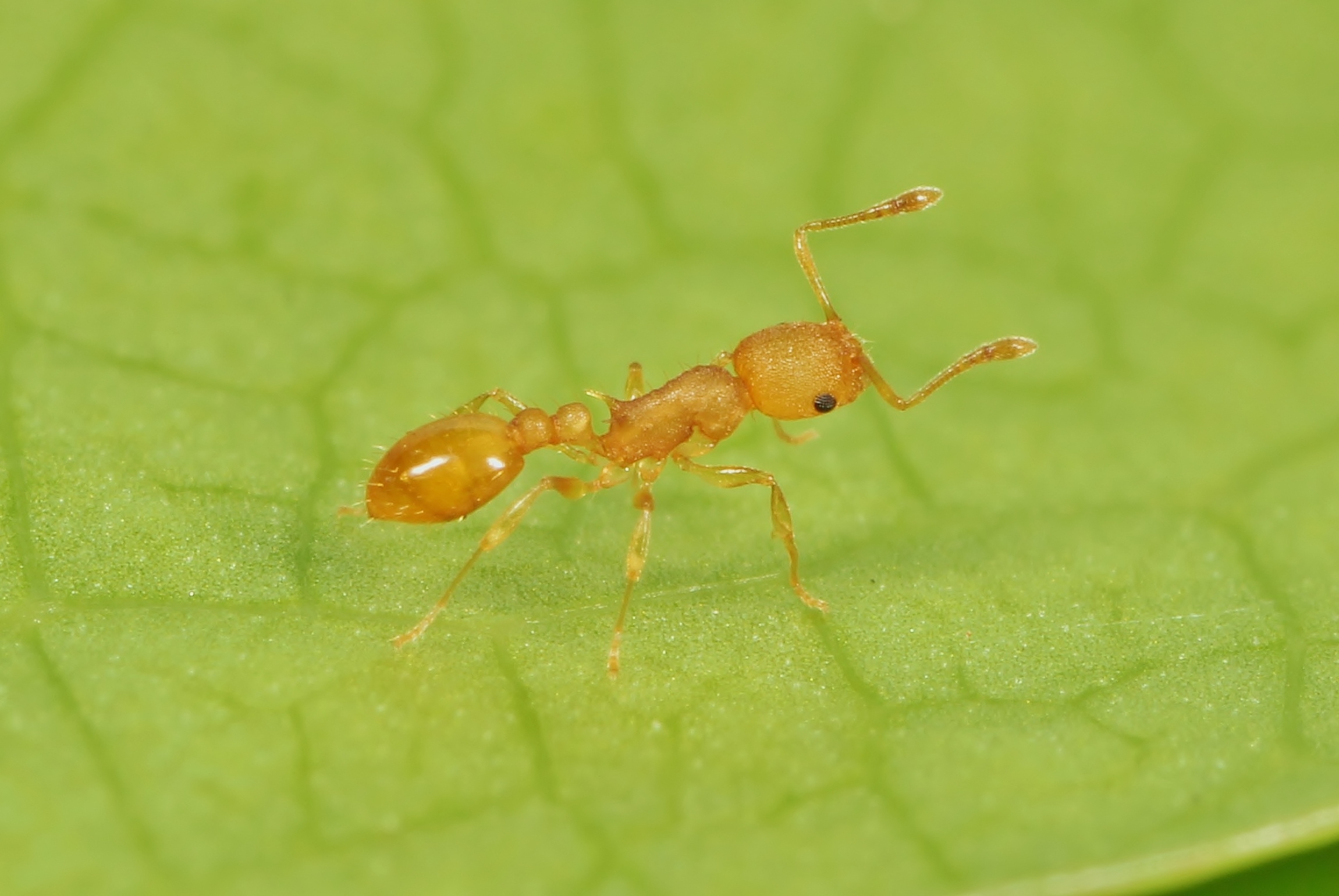 ヤエヤマムネボソアリ | 岐阜のアリ