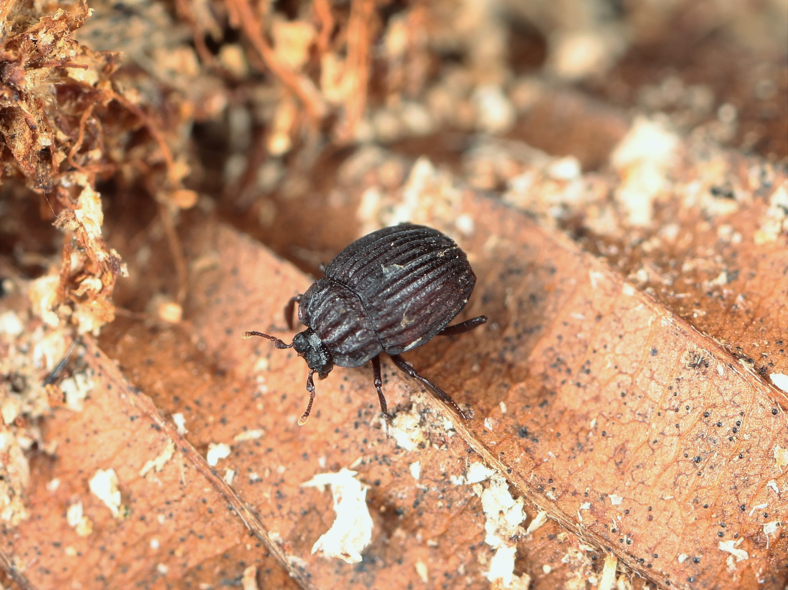 最後の1頭/ 南米の好蟻性のエンマムシ Enicosoma sp. フレンチギアナ - 虫類