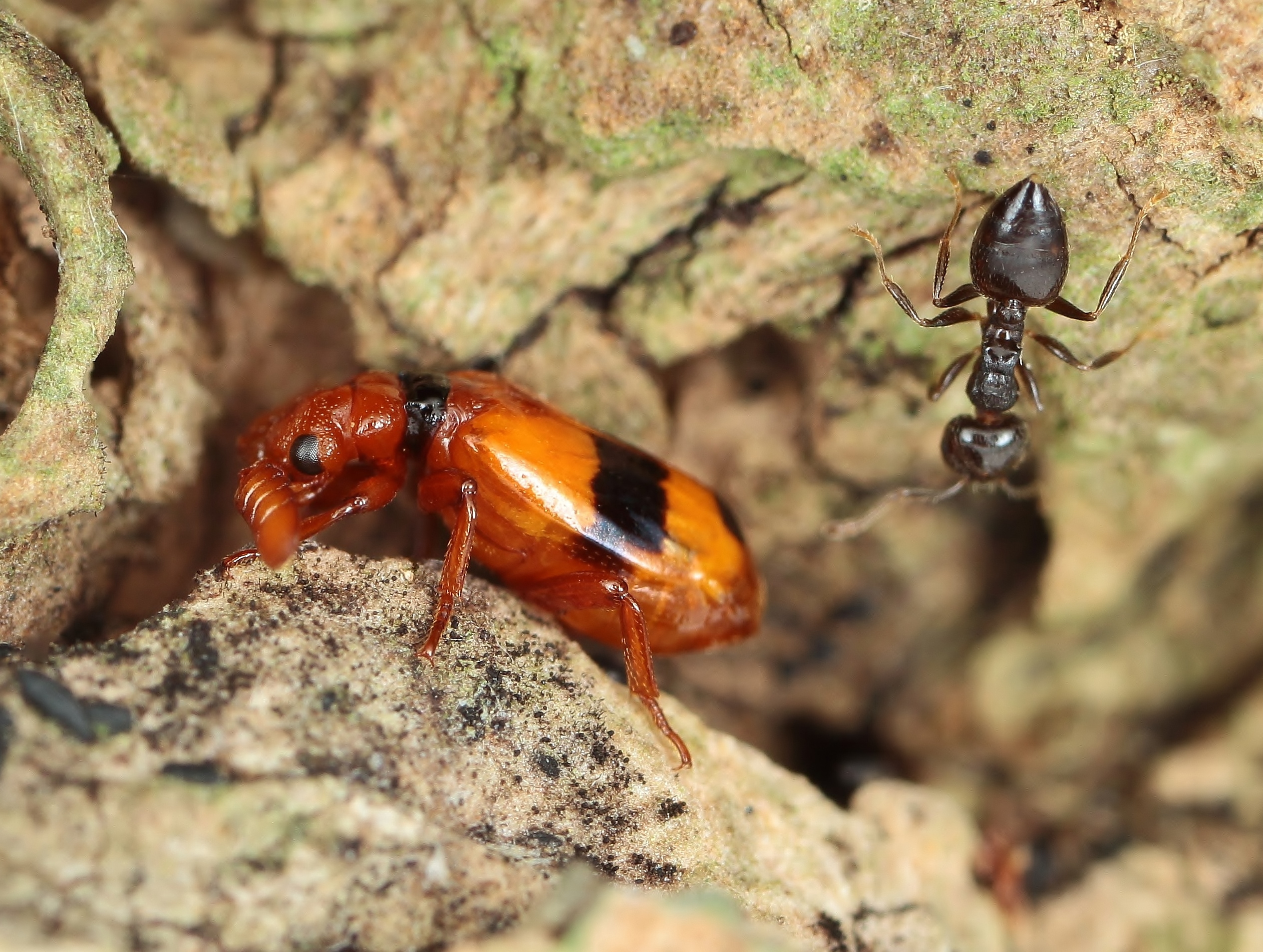 ヒゲブトオサムシCerapterus drescheri? 標本 ヒゲブトオサムシ族の一種 Cerapterus sp. ベトナム - Insect