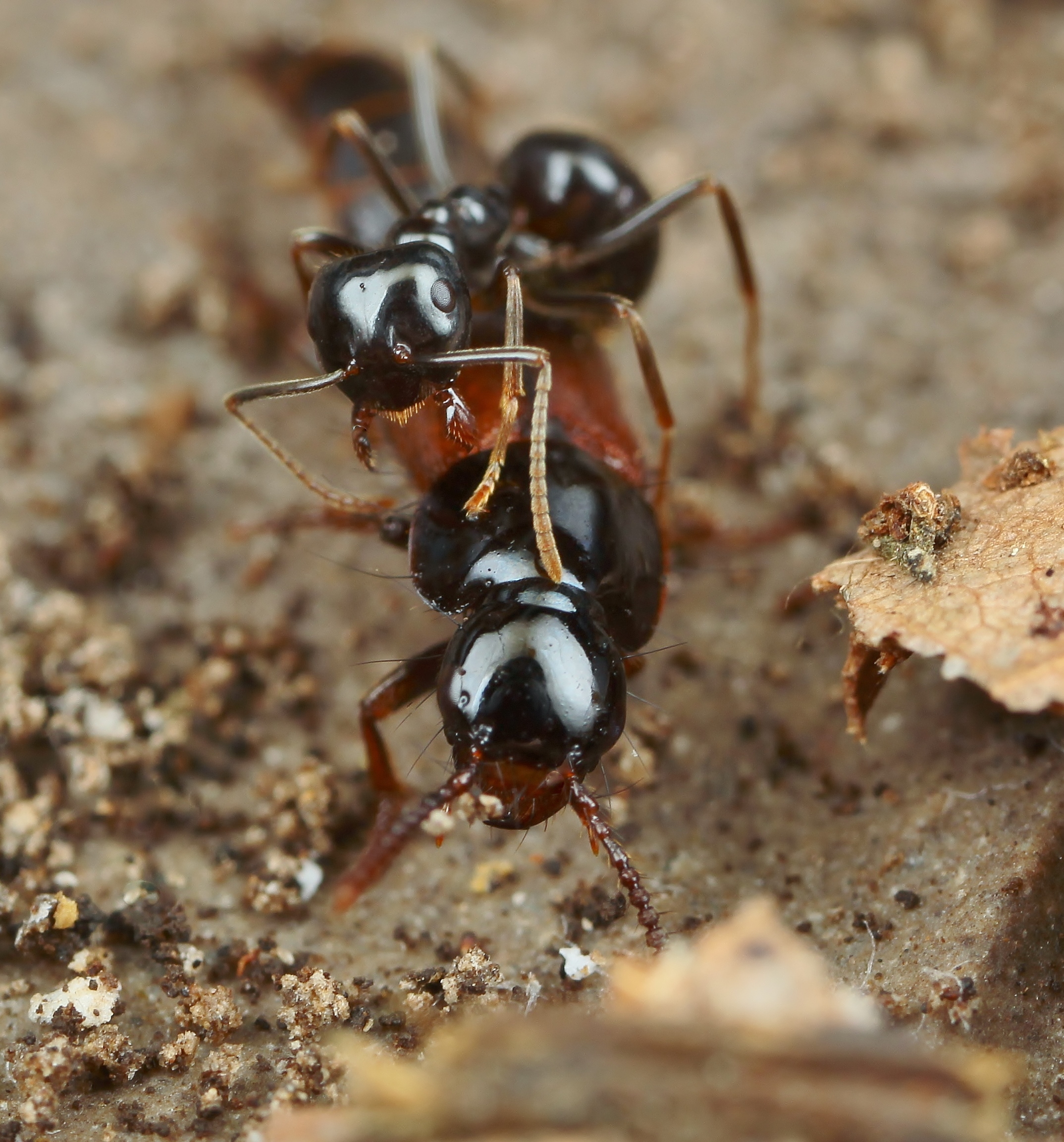 エゾツヤムネハネカクシ | 岐阜のアリ