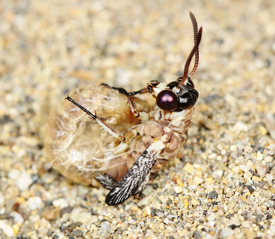 アリジゴク クロコウスバカゲロウ その２ 岐阜のアリ