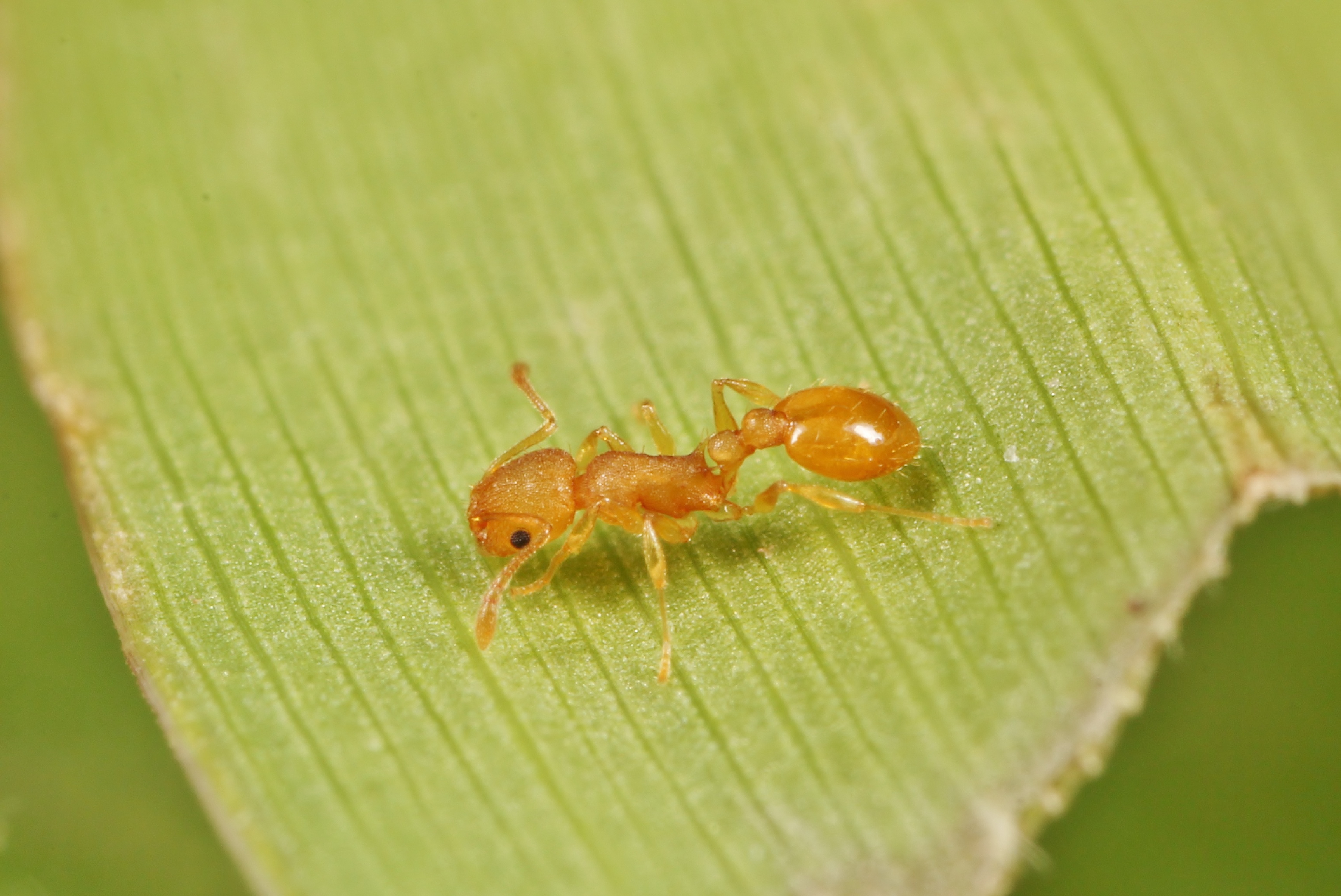 ヤエヤマムネボソアリ | 岐阜のアリ