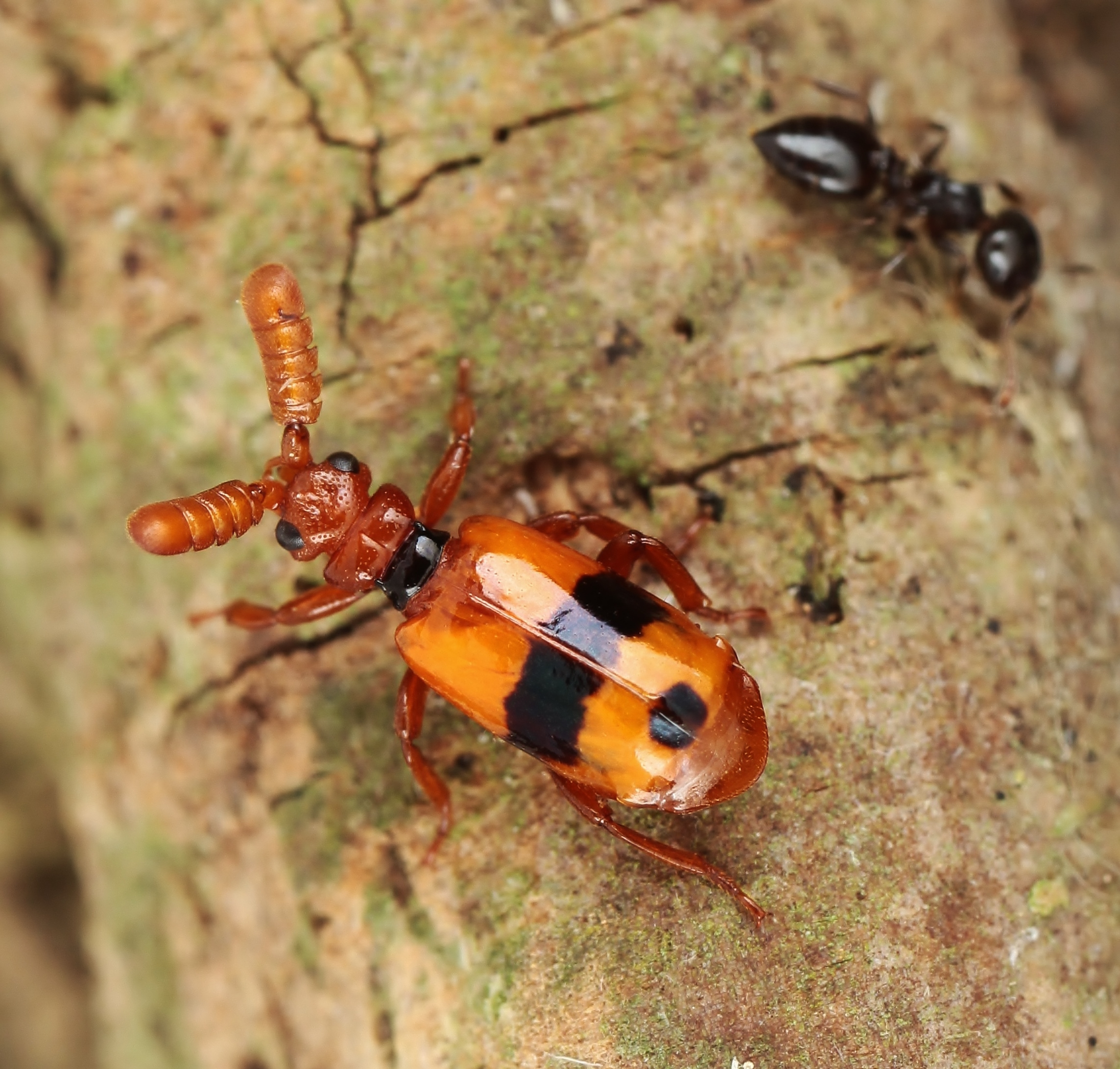ヒゲブトオサムシCerapterus drescheri? 標本 ヒゲブトオサムシ亜科(ヒゲブトオサムシ族) Paussinae(Paussini